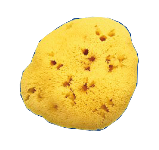 SPUGNA NATURALE FORI L 12/13CM 9 - farmaidea24.com