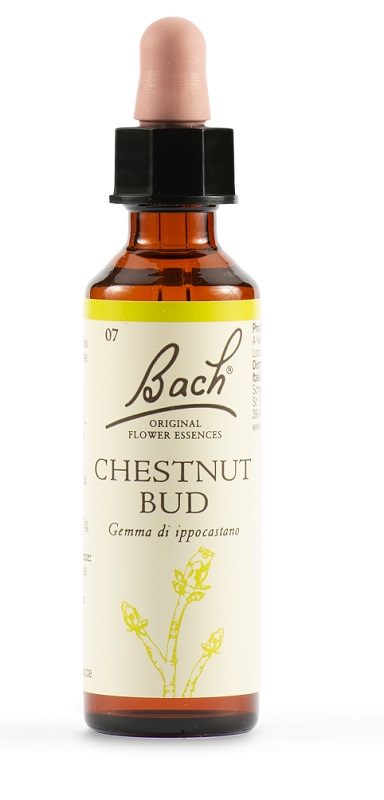 CHESTNUT BUD BACH ORIG 20 ML - farmaidea24.com