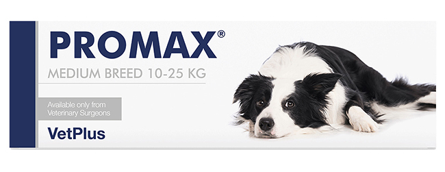 PROMAX MEDIUM BREED 18 ML - farmaidea24.com